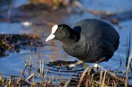 Imagem de Fulica Linnaeus 1758