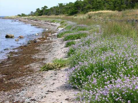 Image of Cakile maritima subsp. baltica (Jord. ex Rouy & Foucaud) Hyl. ex P. W. Ball