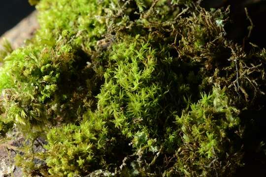 Image of zygodon moss