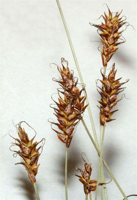 Image of Davall's Sedge