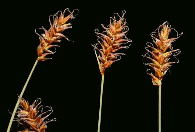 Image of Davall's Sedge