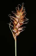 Image of Davall's Sedge