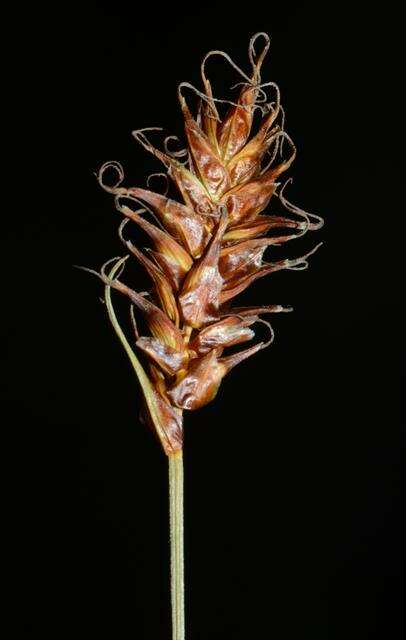 Image of Davall's Sedge