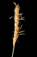 Image of Davall's Sedge