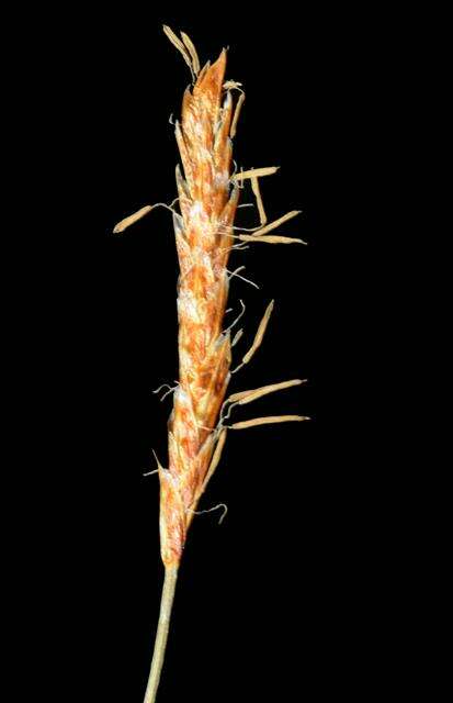Image of Davall's Sedge