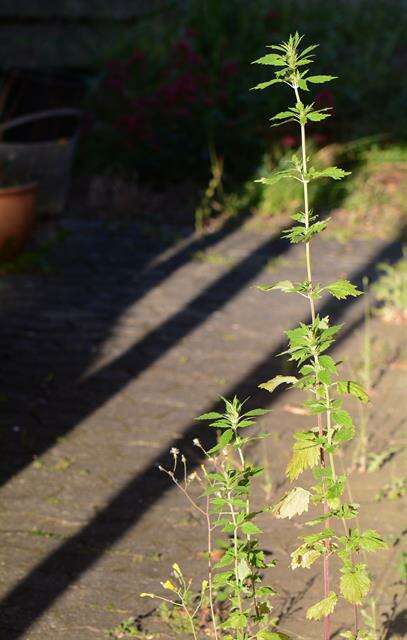 Image of lion's tail