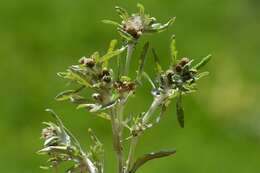 Image of cudweed