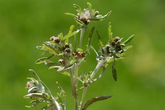 Image of cudweed