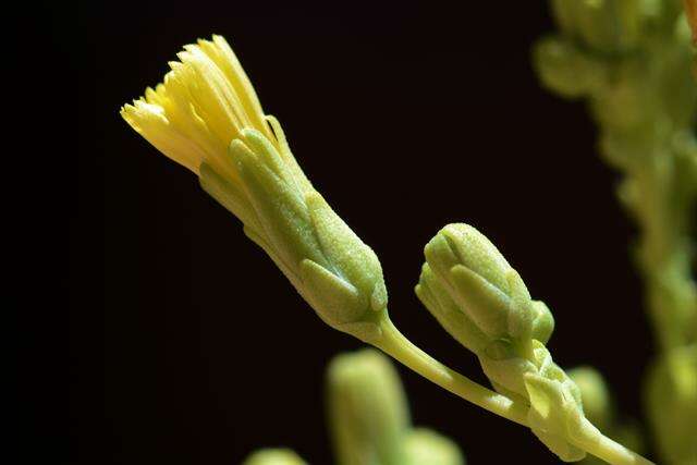 莴苣屬的圖片