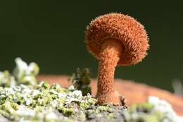 Image of Phaeomarasmius