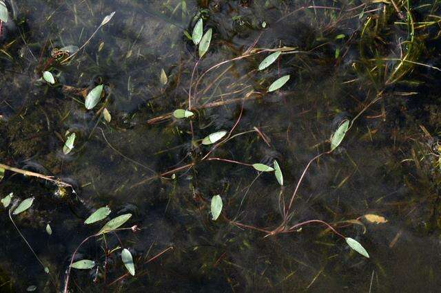 Image of Lesser Spearwort