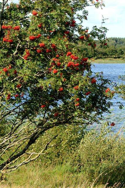 Image of rowan,  moutain ash