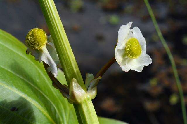 Image de Sagittaria Grandori 1934