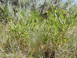 Image of hairy clematis