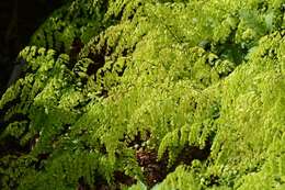 Image of Himalayan maidenhair fern