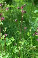 Plancia ëd Aquilegia