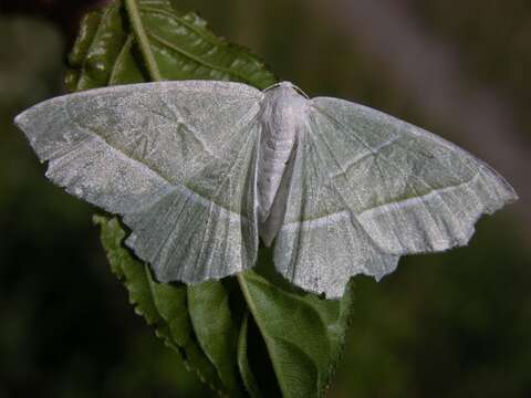 Image of Campaea margaritata Linnaeus 1767