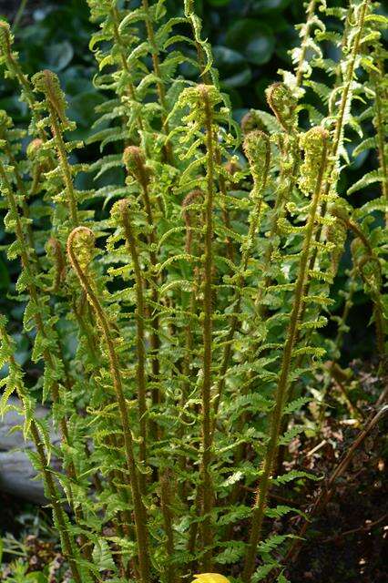 Image of Dryopteris caucasica (A. Br.) Fraser-Jenkins & Corley