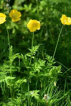 Papaver cambricum L. resmi