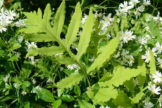 Image of sensitive fern