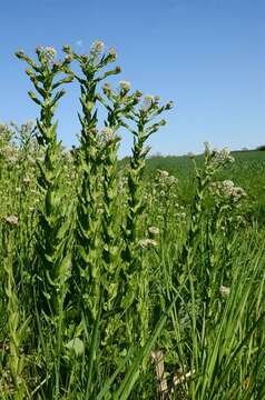 Image of Peppercresses