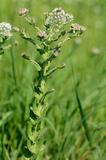 Image of Peppercresses