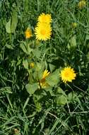 Image of Doronicum excelsum (N. E. Br.) C. A. Stace