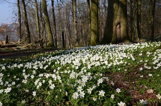 Image of anemone