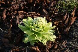 Image of butterbur