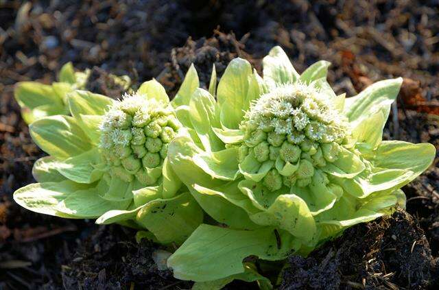 Image of butterbur