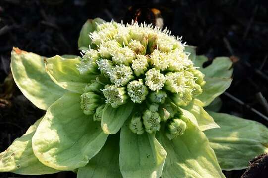 Image of butterbur