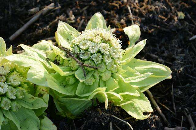 Image of butterbur