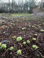 Image of butterbur