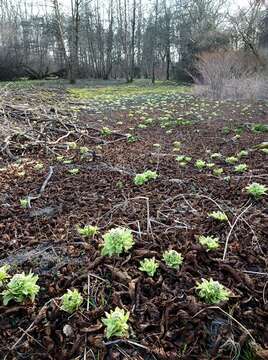 Image of butterbur