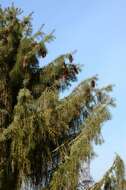 Image of spruce