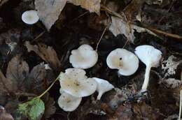 Clitocybe phaeophthalma (Pers.) Kuyper 1981 resmi