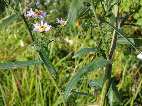 Image of Symphyotrichum versicolor (Willd.) G. L. Nesom