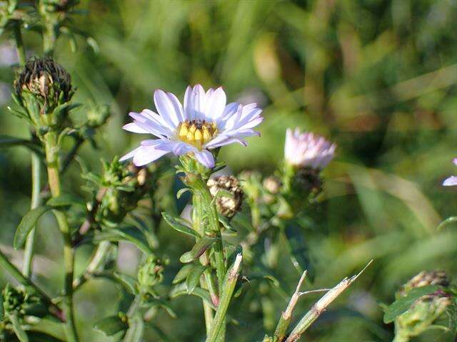 Image of Symphyotrichum versicolor (Willd.) G. L. Nesom