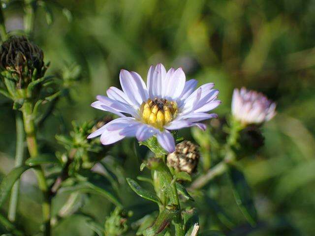 Image of Symphyotrichum versicolor (Willd.) G. L. Nesom