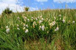 Image of Upright Vetch