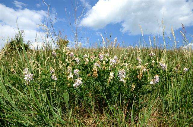 Image of Upright Vetch