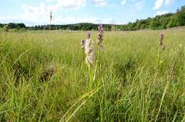 Dactylorhiza incarnata (L.) Soó resmi