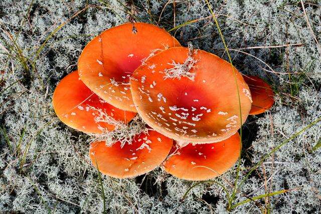 Image of Amanita