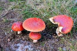 Image of Amanita