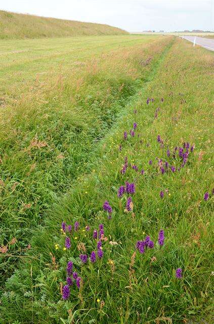 Image of Northern Marsh-orchid