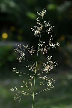 Image of bentgrass