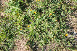 Image of field marigold