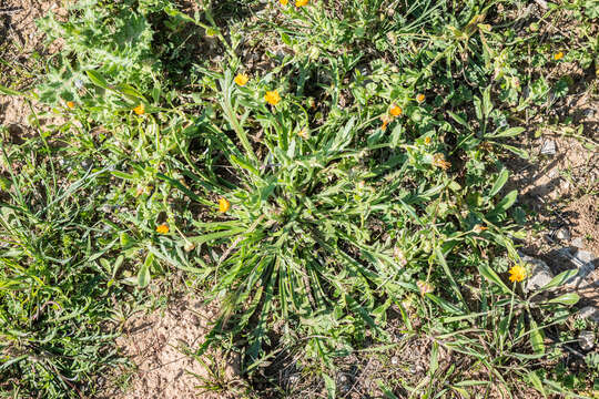 Image of field marigold