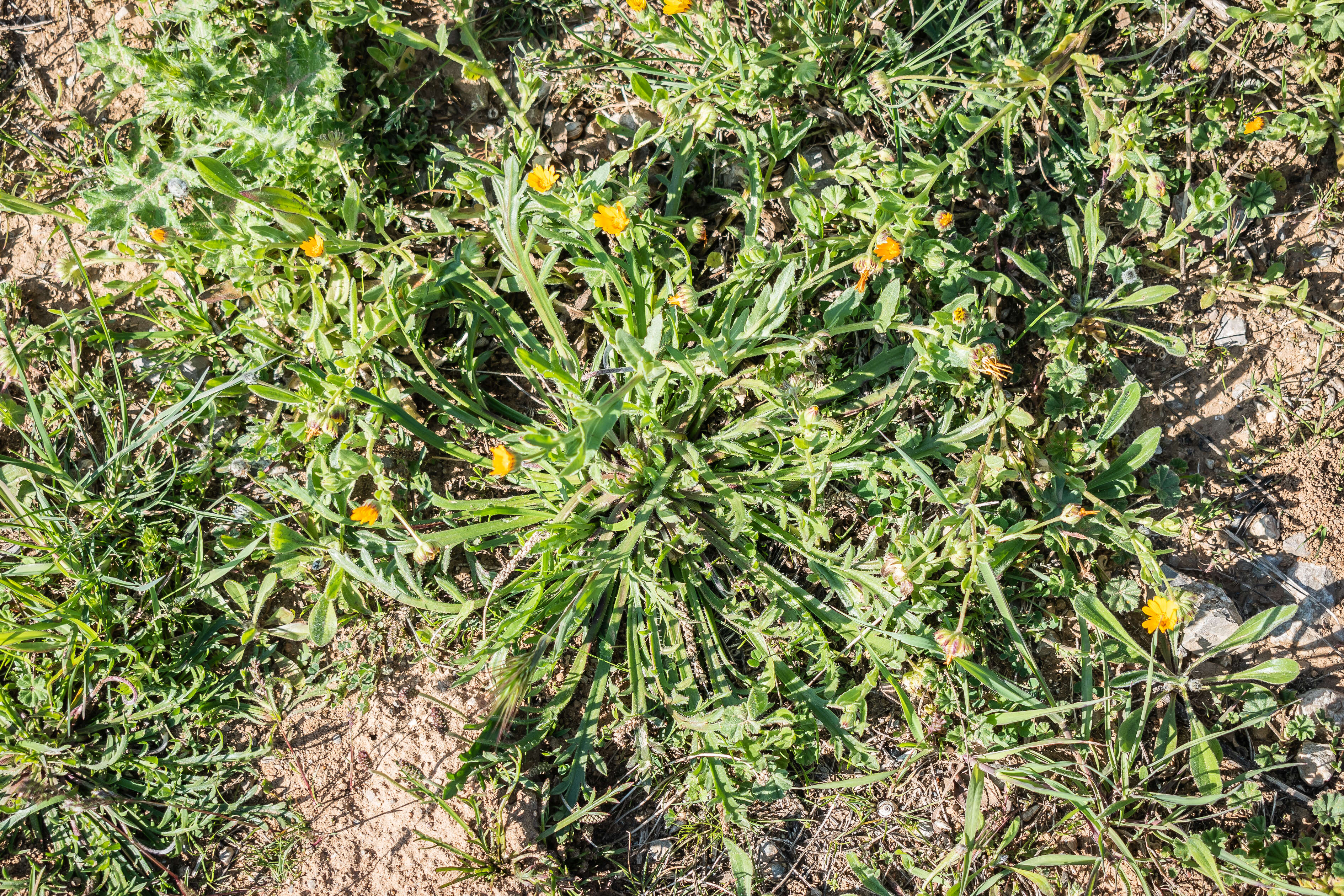 Image of field marigold