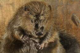 Image of beavers, gophers, kangaroo rats, pocket mice, and relatives